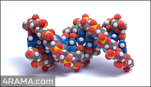 Рейтинг лучших аминокислот BCAA - Бодибилдинг форум AnabolicShops