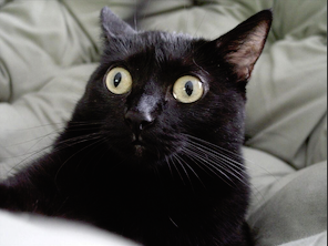 Конкурс!!! Гормон роста Movius_pro - Бодибилдинг форум AnabolicShops