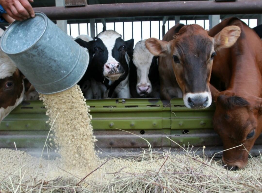 Greenlp.in - распродажа! аас, гр, пептиды,  виагра - Бодибилдинг форум AnabolicShops