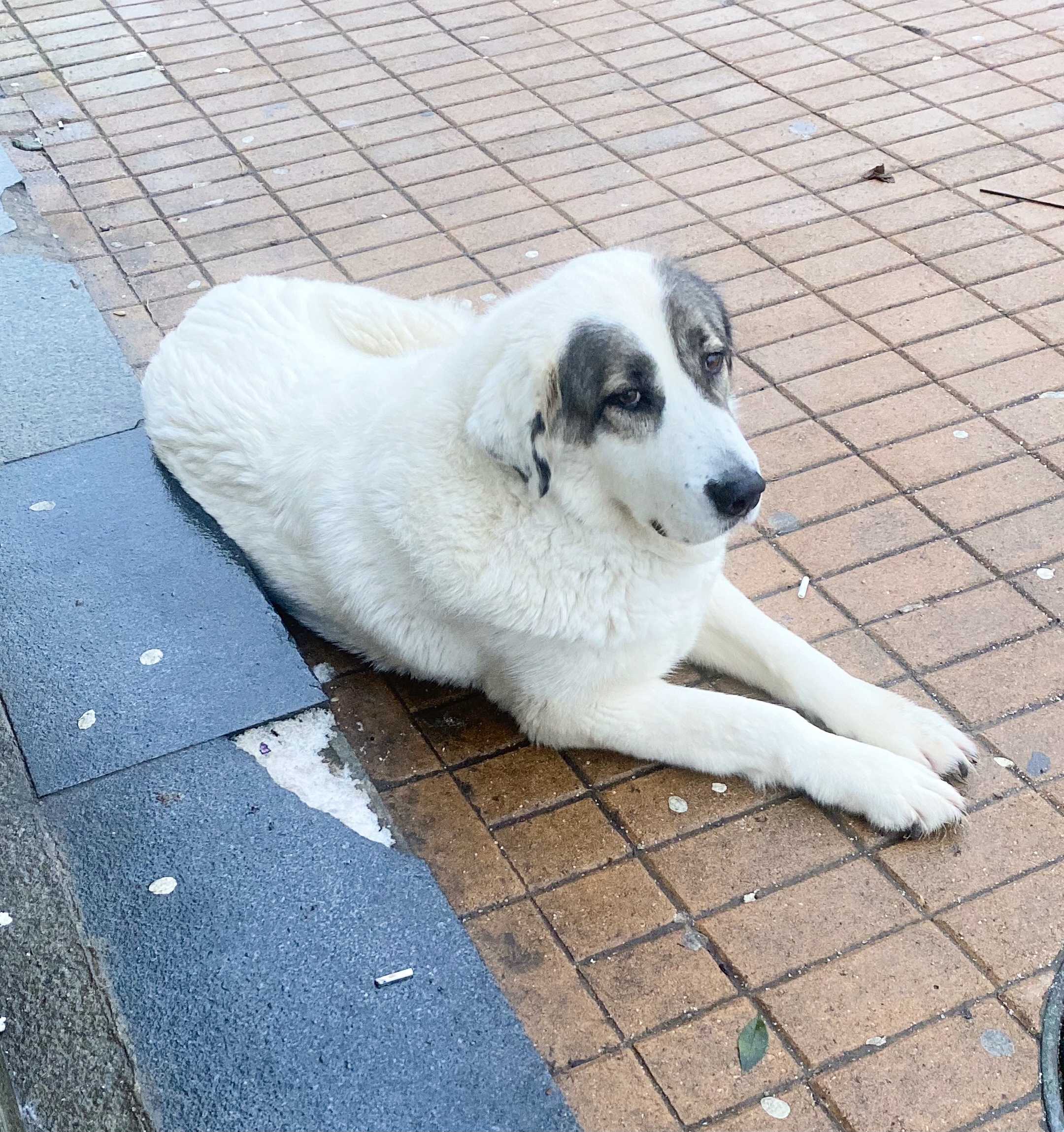 Мандариновое безумие - Бодибилдинг форум AnabolicShops