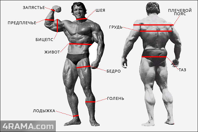 Замеры тела в бодибилдинге - Бодибилдинг форум AnabolicShops