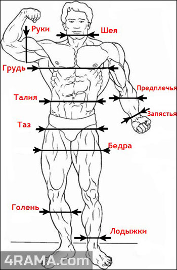 Замеры тела в бодибилдинге - Бодибилдинг форум AnabolicShops