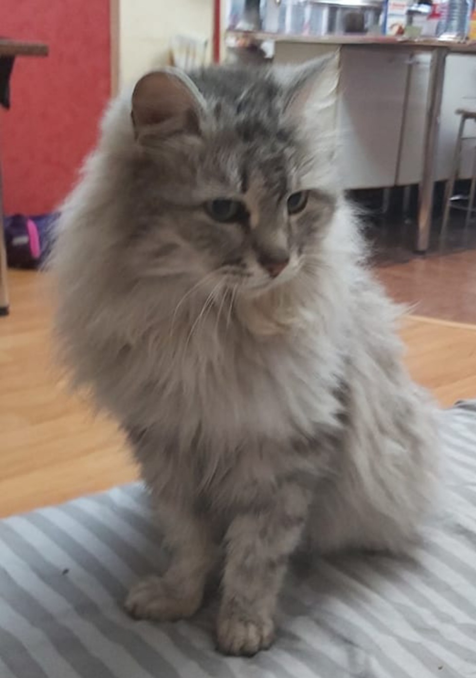 Мои домашние питомцы - Бодибилдинг форум AnabolicShops