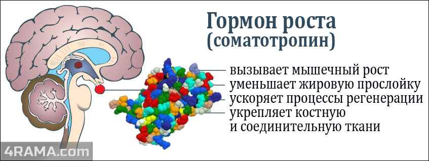 Гормон роста - Бодибилдинг форум AnabolicShops