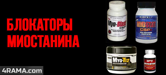 Блокаторы миостатина - Бодибилдинг форум AnabolicShops