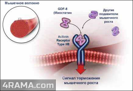 Блокаторы миостатина - Бодибилдинг форум AnabolicShops