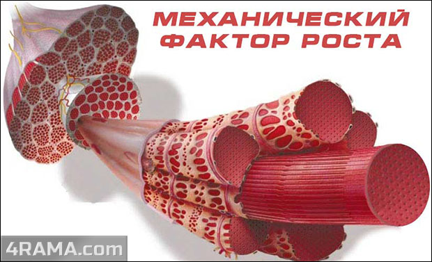 MGF (механический фактор роста) - Бодибилдинг форум AnabolicShops