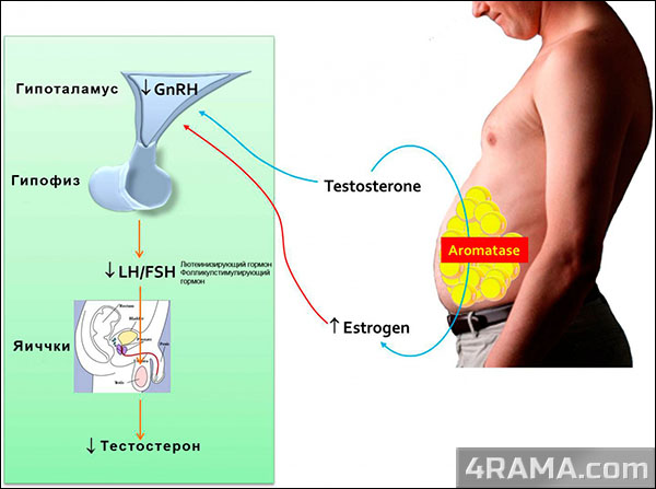 Эстрогены (эстрадиол) - Бодибилдинг форум AnabolicShops