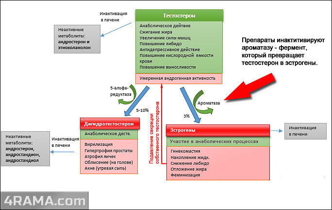 Ингибиторы ароматазы - Бодибилдинг форум AnabolicShops