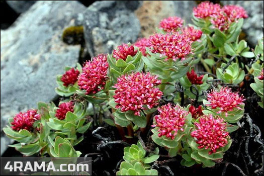 Родиола розовая - Бодибилдинг форум AnabolicShops