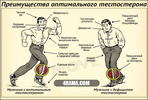 Ароматизация тестостерона - Бодибилдинг форум AnabolicShops