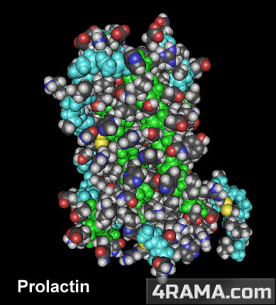 Пролактин - Бодибилдинг форум AnabolicShops
