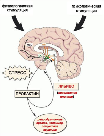 Пролактин - Бодибилдинг форум AnabolicShops