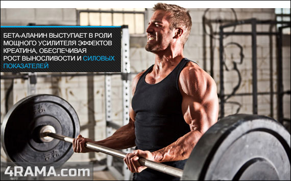 Бета-аланин - Бодибилдинг форум AnabolicShops