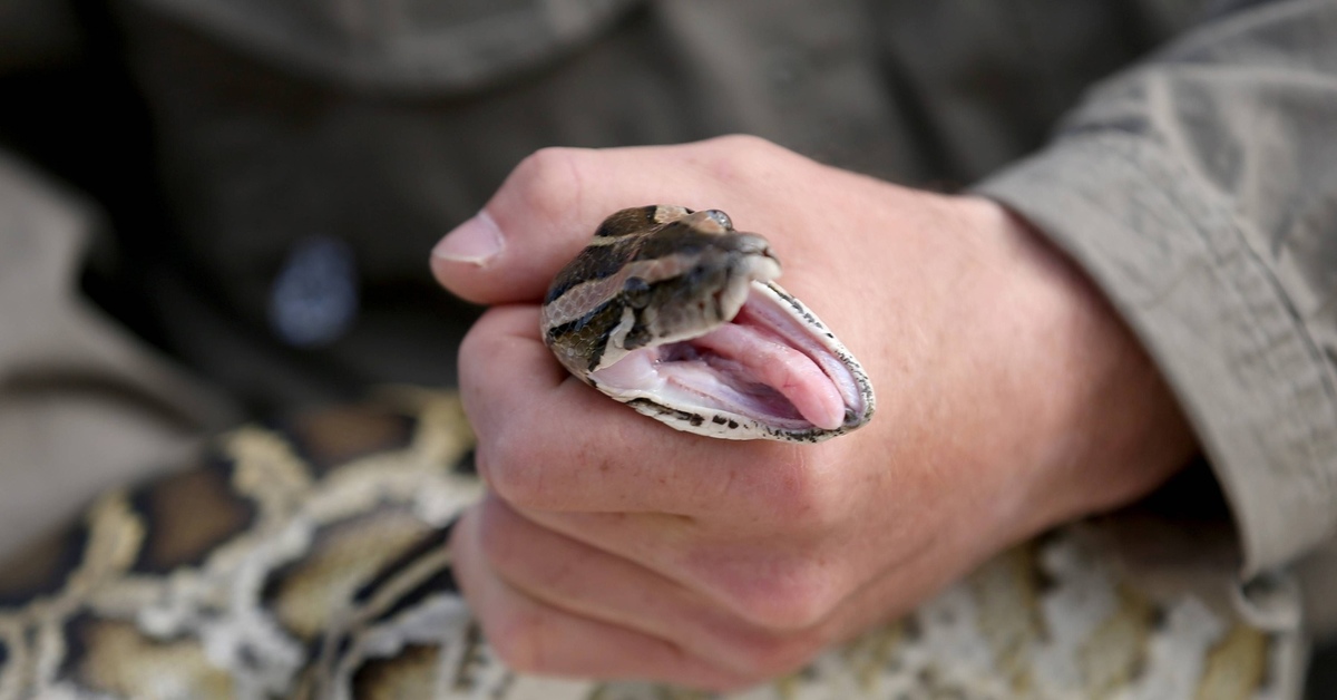 Анонс боя Питон & Арахнид - Бодибилдинг форум AnabolicShops