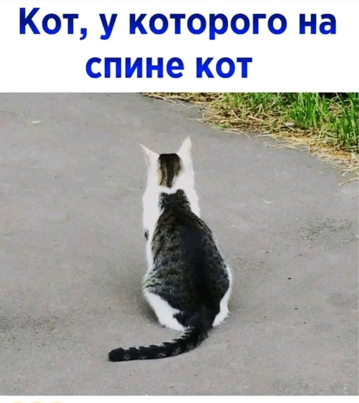 Курилка- разговоры на любые темы - Бодибилдинг форум AnabolicShops