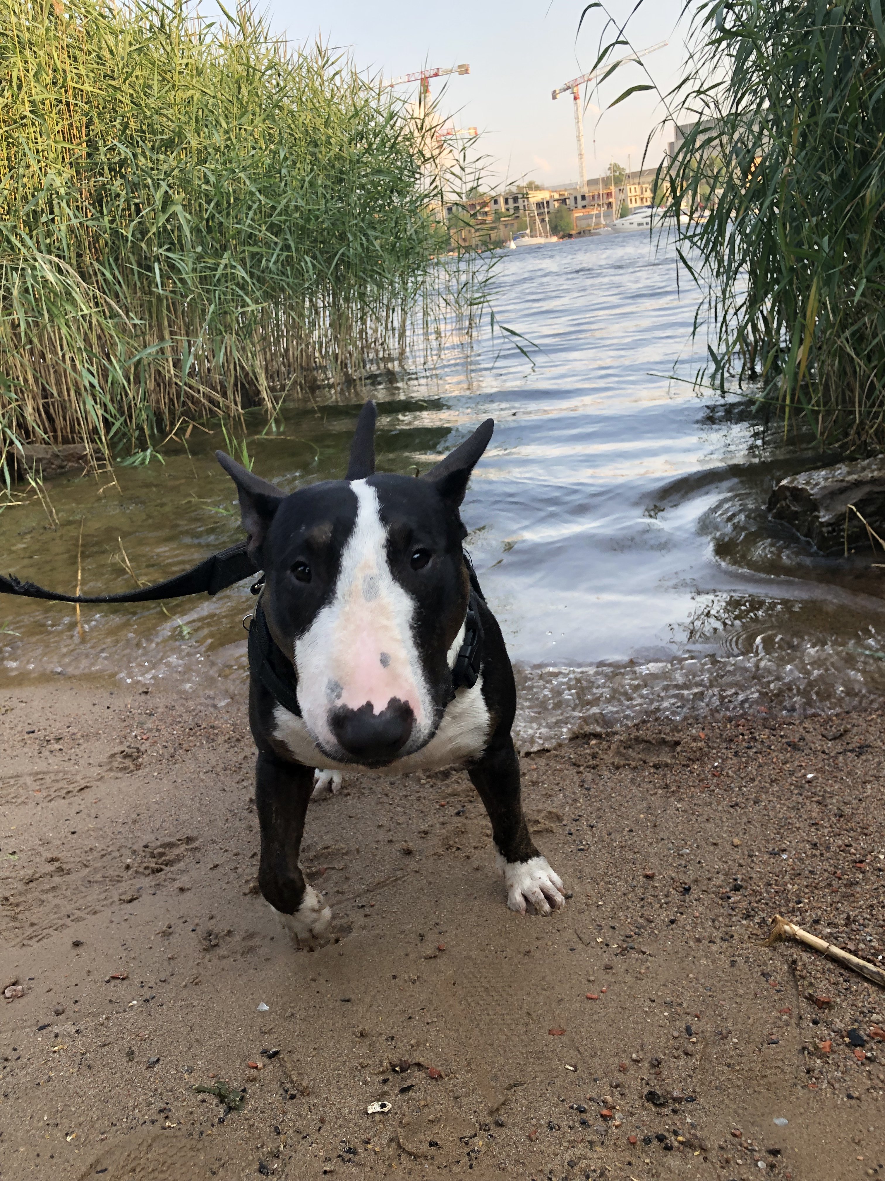 Мои домашние питомцы - Бодибилдинг форум AnabolicShops