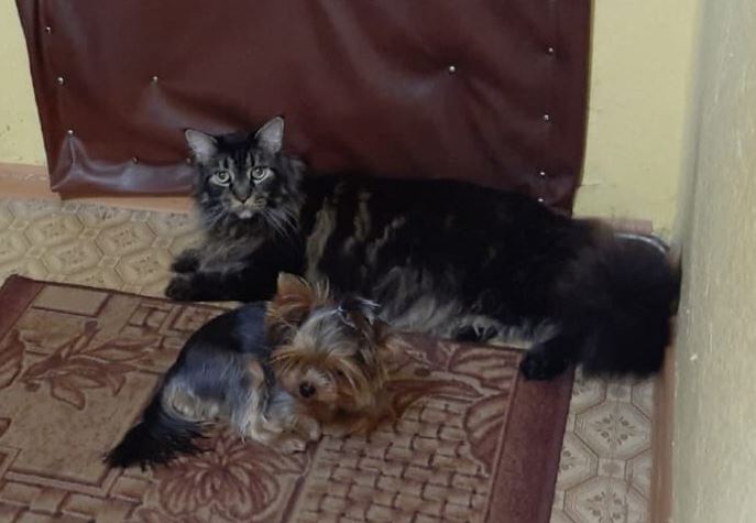 Мои домашние питомцы - Бодибилдинг форум AnabolicShops