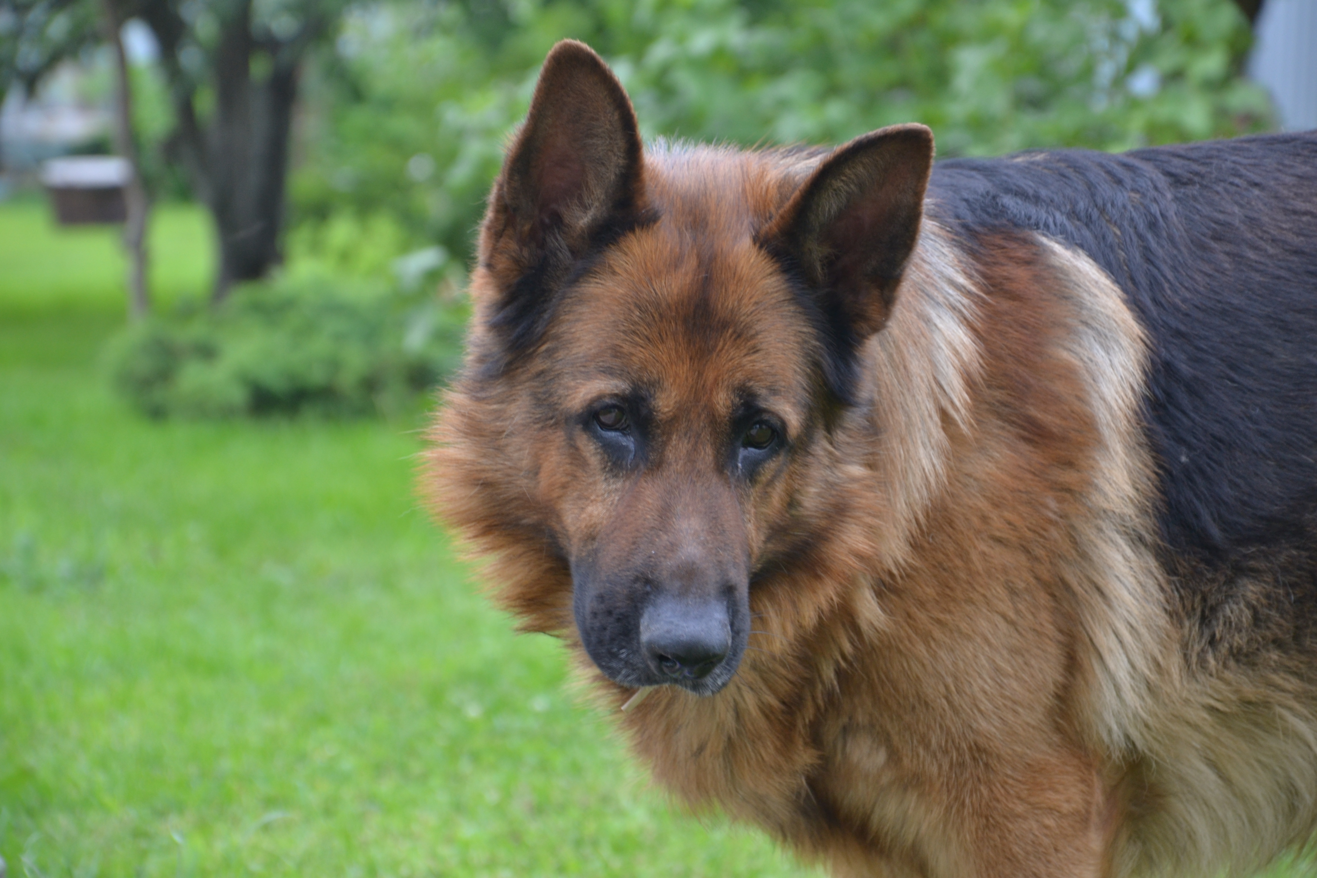 Мои домашние питомцы - Бодибилдинг форум AnabolicShops