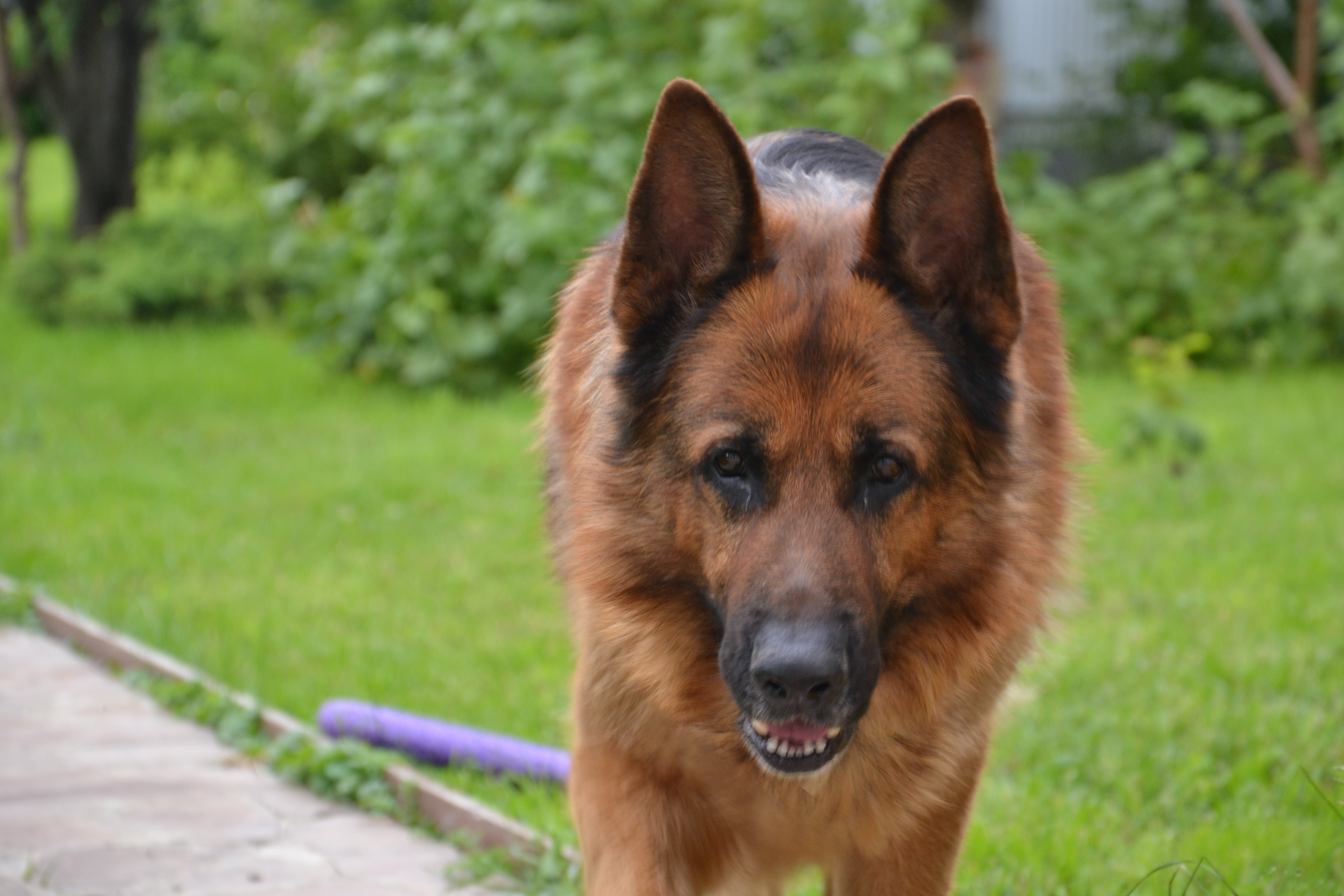 Мои домашние питомцы - Бодибилдинг форум AnabolicShops