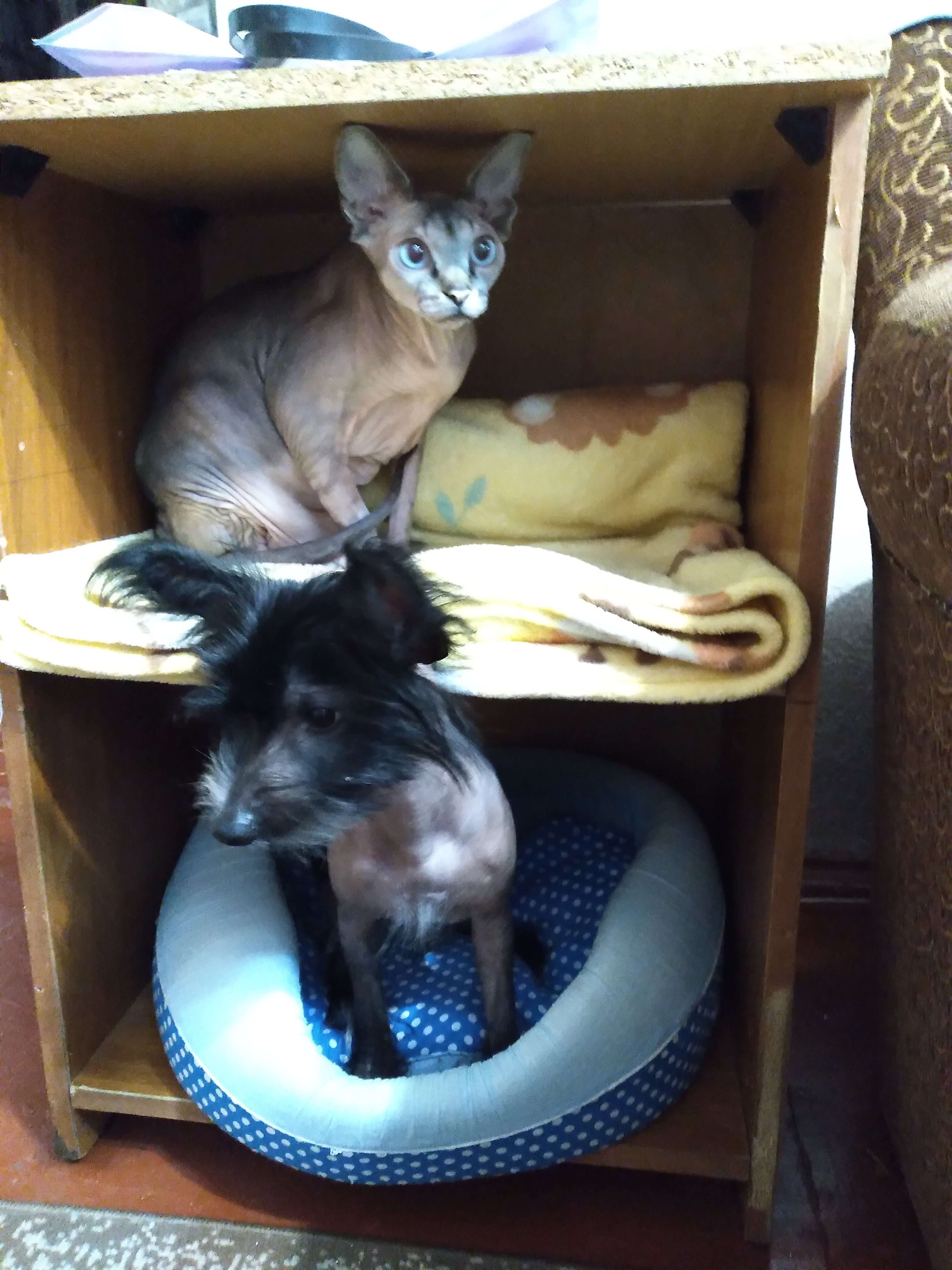 Мои домашние питомцы - Бодибилдинг форум AnabolicShops