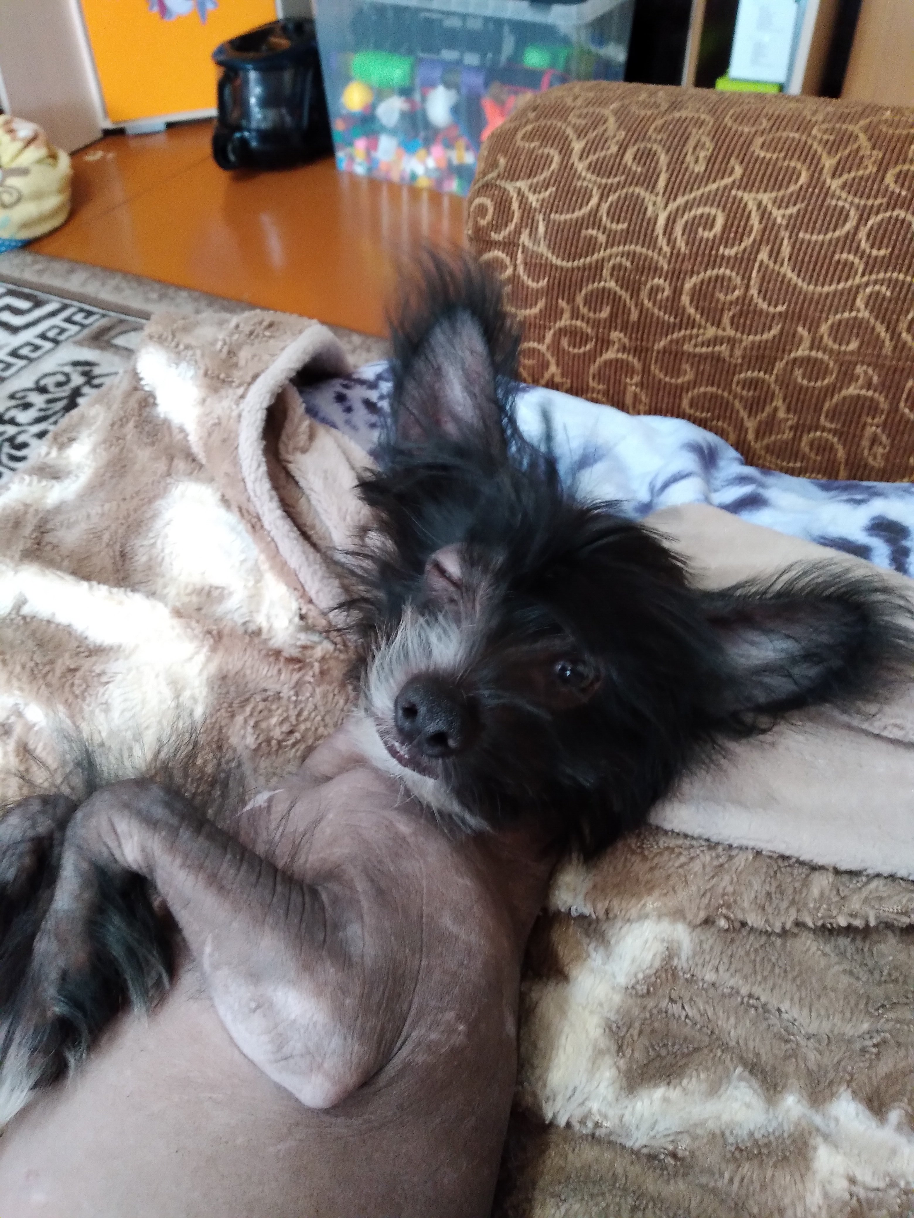 Мои домашние питомцы - Бодибилдинг форум AnabolicShops