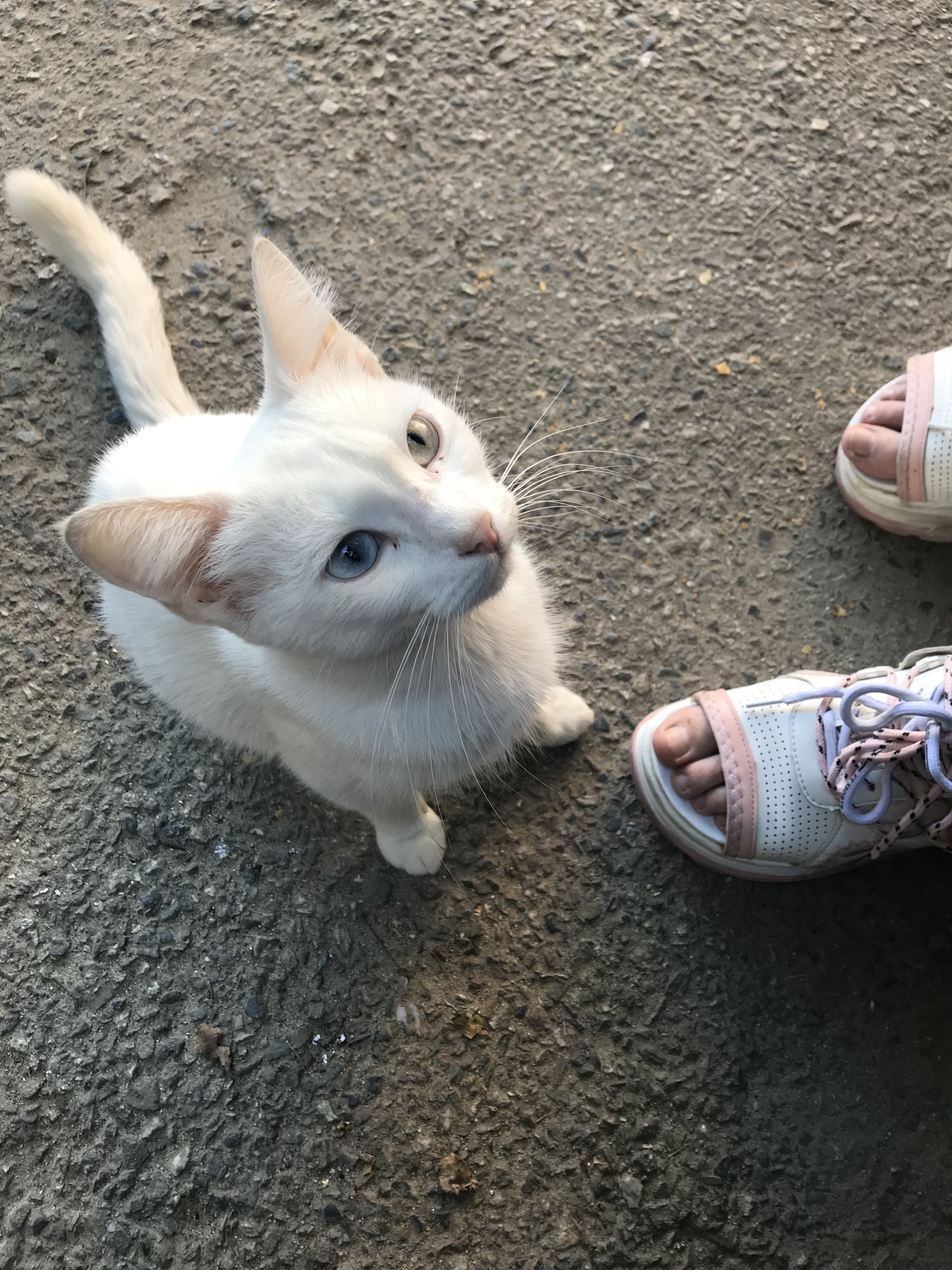 BIOSURE religions - Бодибилдинг форум AnabolicShops