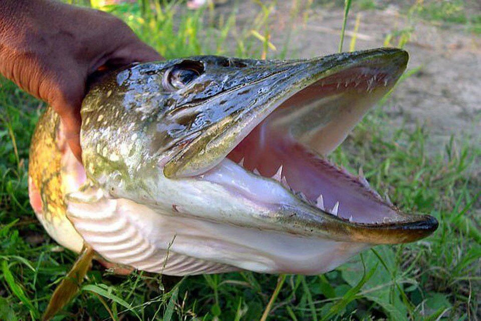 Курилка- разговоры на любые темы - Бодибилдинг форум AnabolicShops