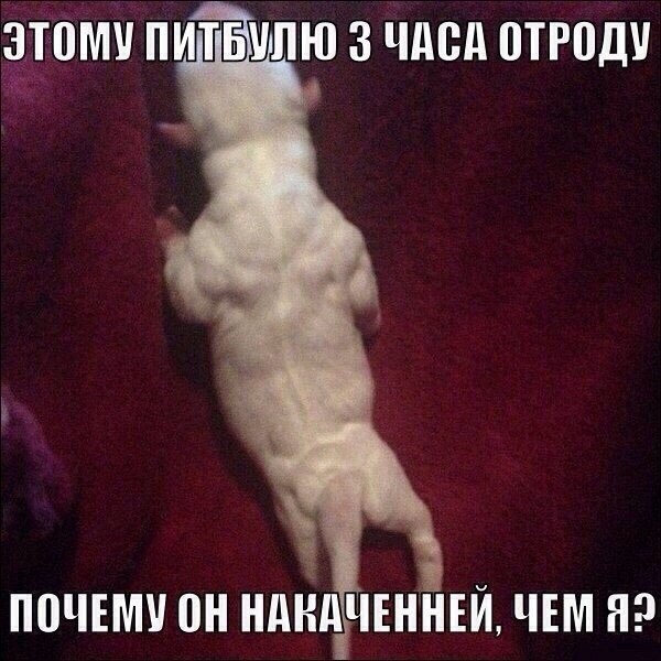 Курилка- разговоры на любые темы - Бодибилдинг форум AnabolicShops