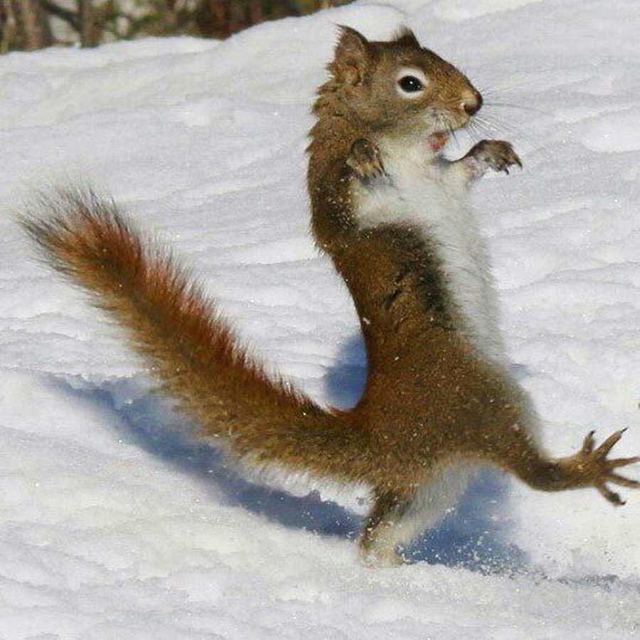 Курилка- разговоры на любые темы - Бодибилдинг форум AnabolicShops