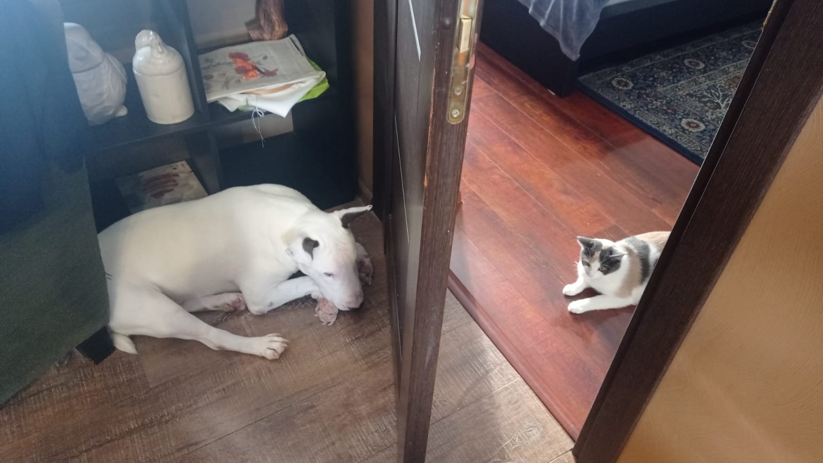 Мои домашние питомцы - Бодибилдинг форум AnabolicShops