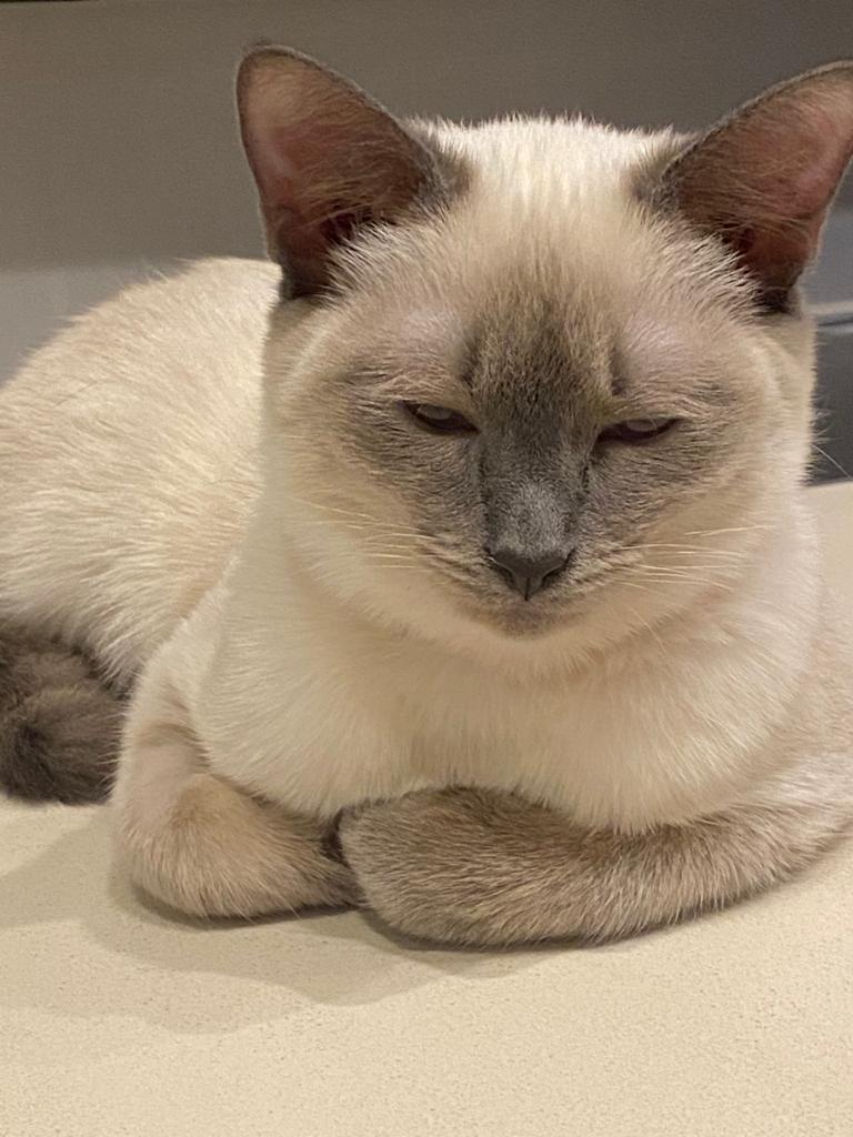 (ААС) Секрет энергии Кота Бориса – РФ-РФ, отправка по всему миру! - Бодибилдинг форум AnabolicShops