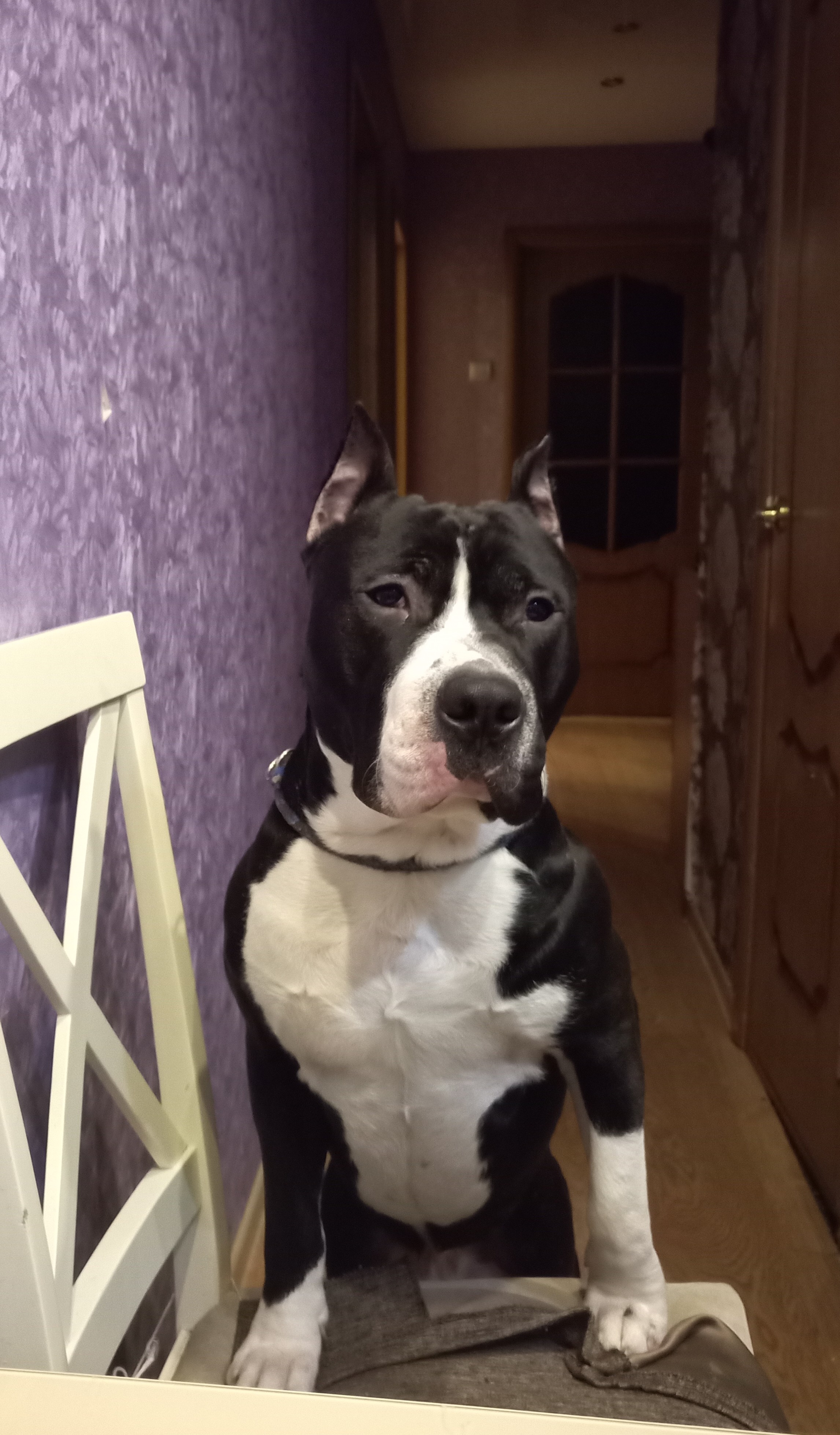 Мои домашние питомцы - Бодибилдинг форум AnabolicShops