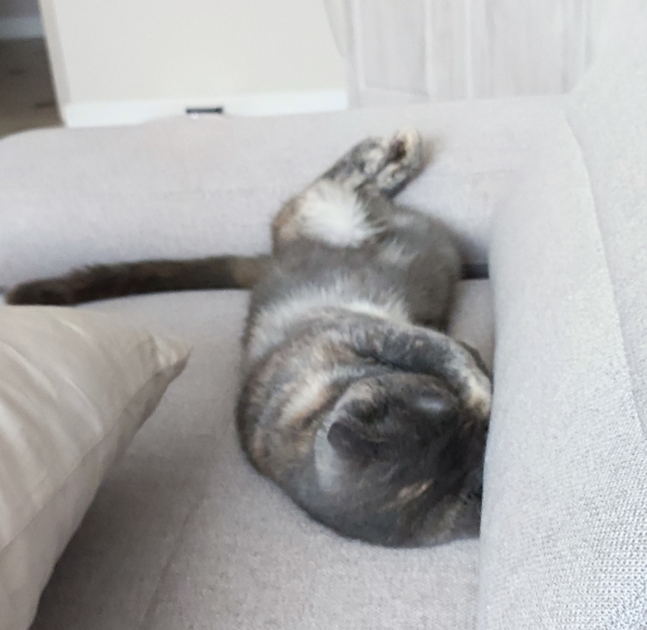 Мои домашние питомцы - Бодибилдинг форум AnabolicShops