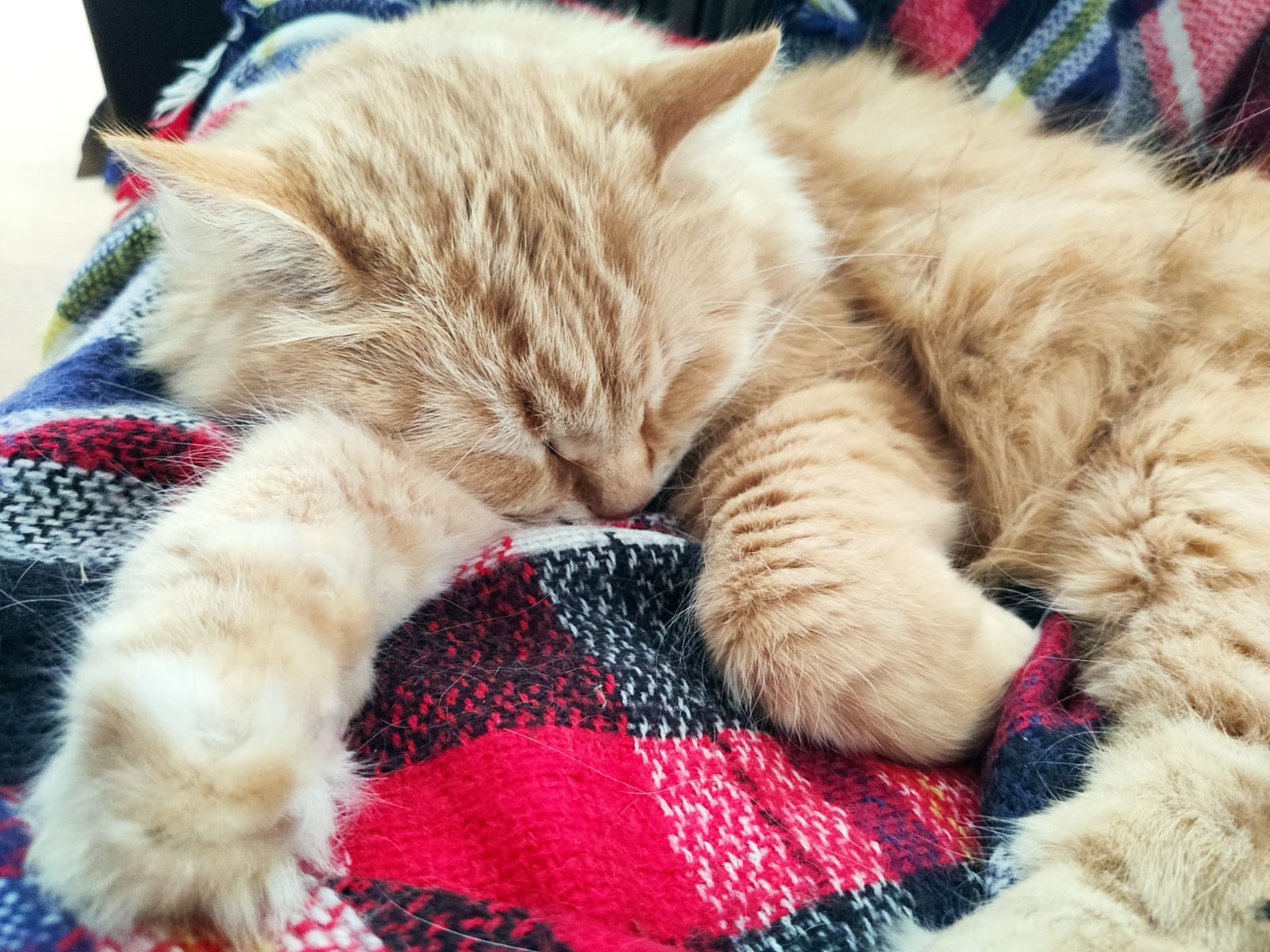 Мои домашние питомцы - Бодибилдинг форум AnabolicShops