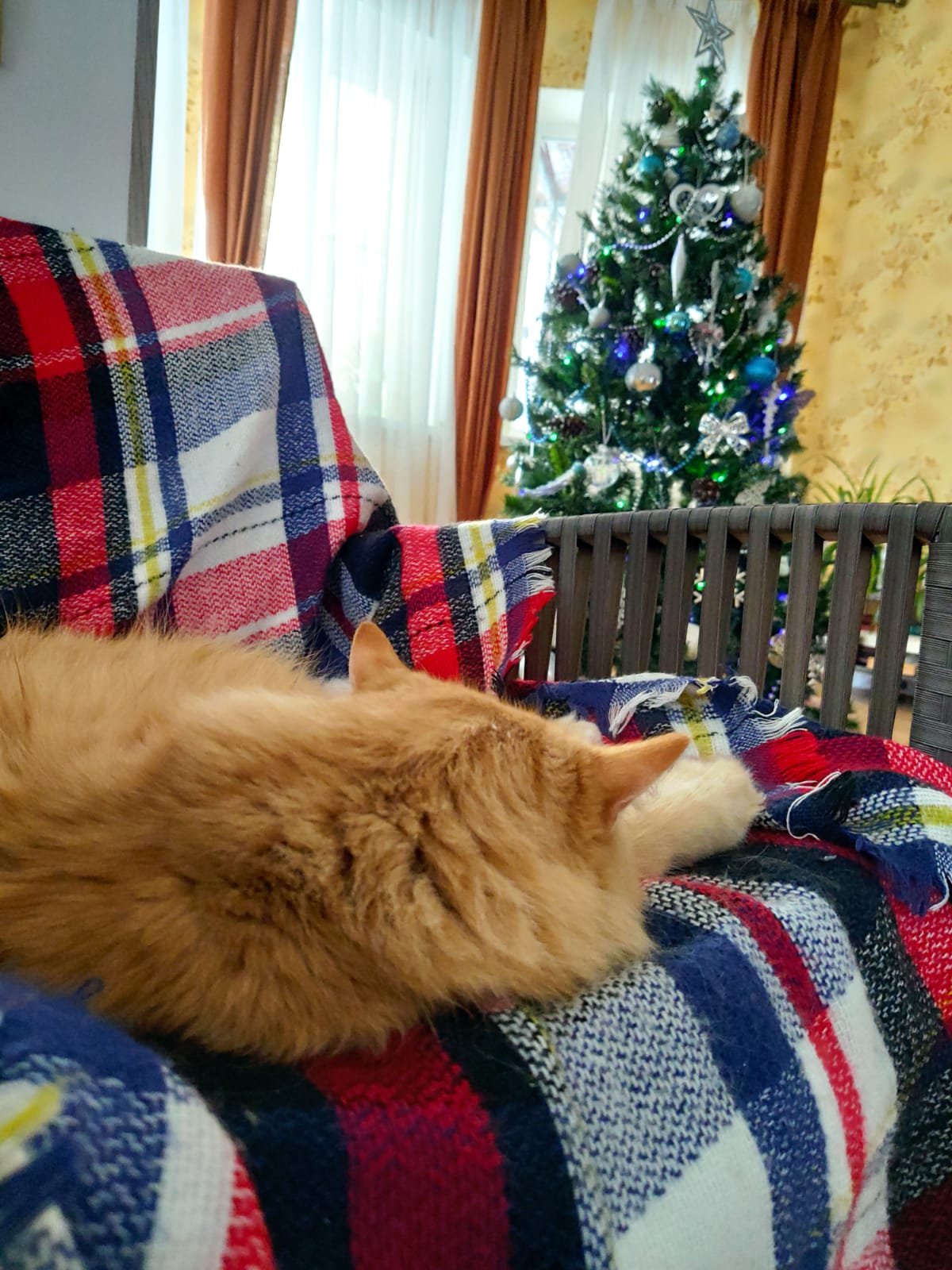 Мои домашние питомцы - Бодибилдинг форум AnabolicShops