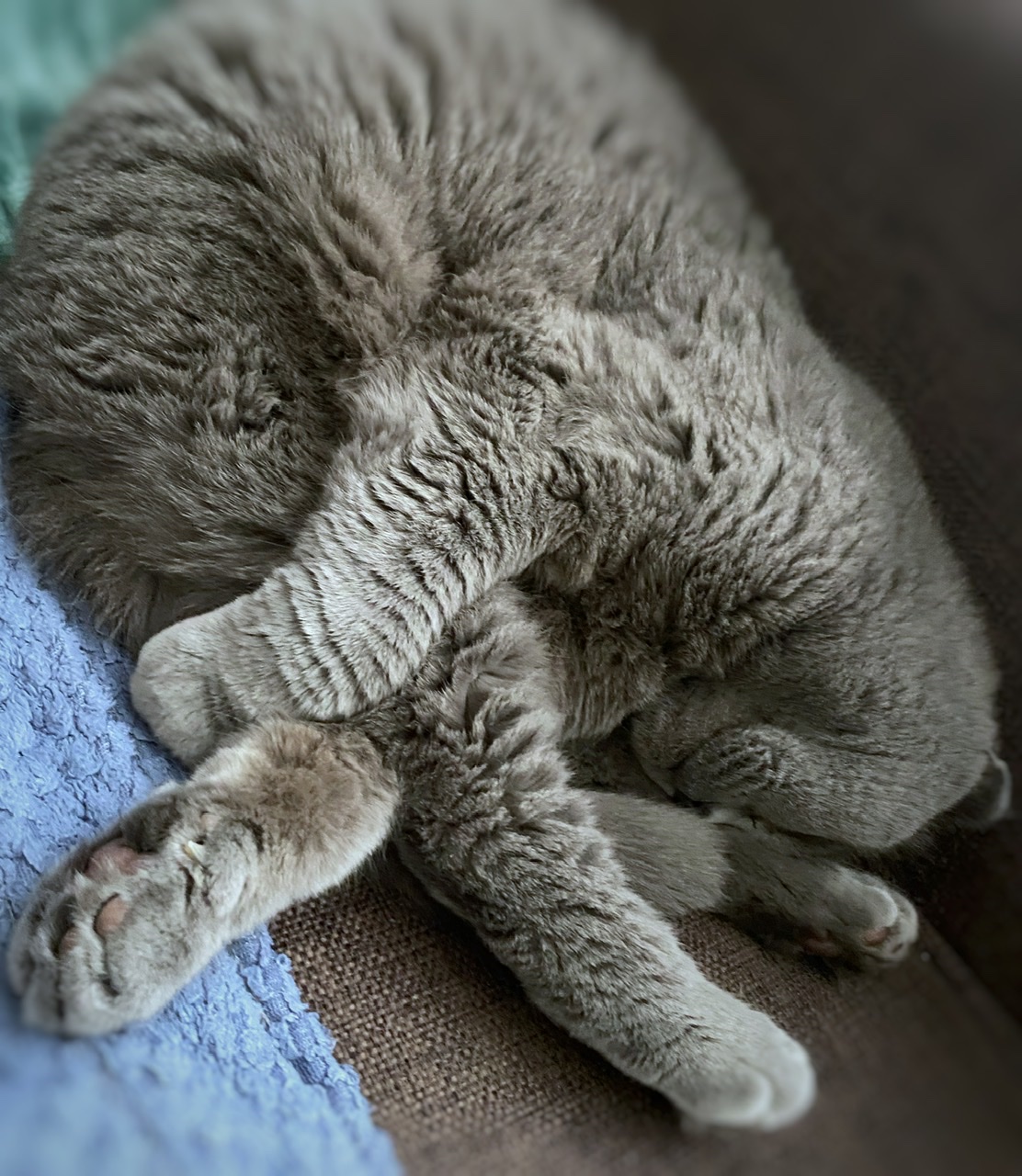 Мои домашние питомцы - Бодибилдинг форум AnabolicShops