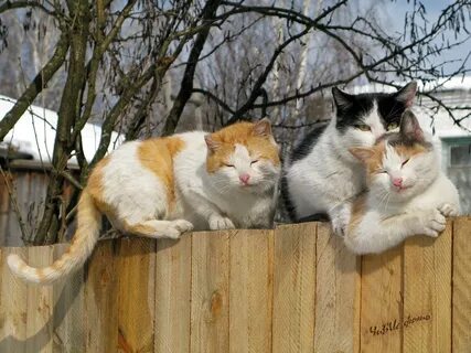 Анекдоты обо всем - Бодибилдинг форум AnabolicShops