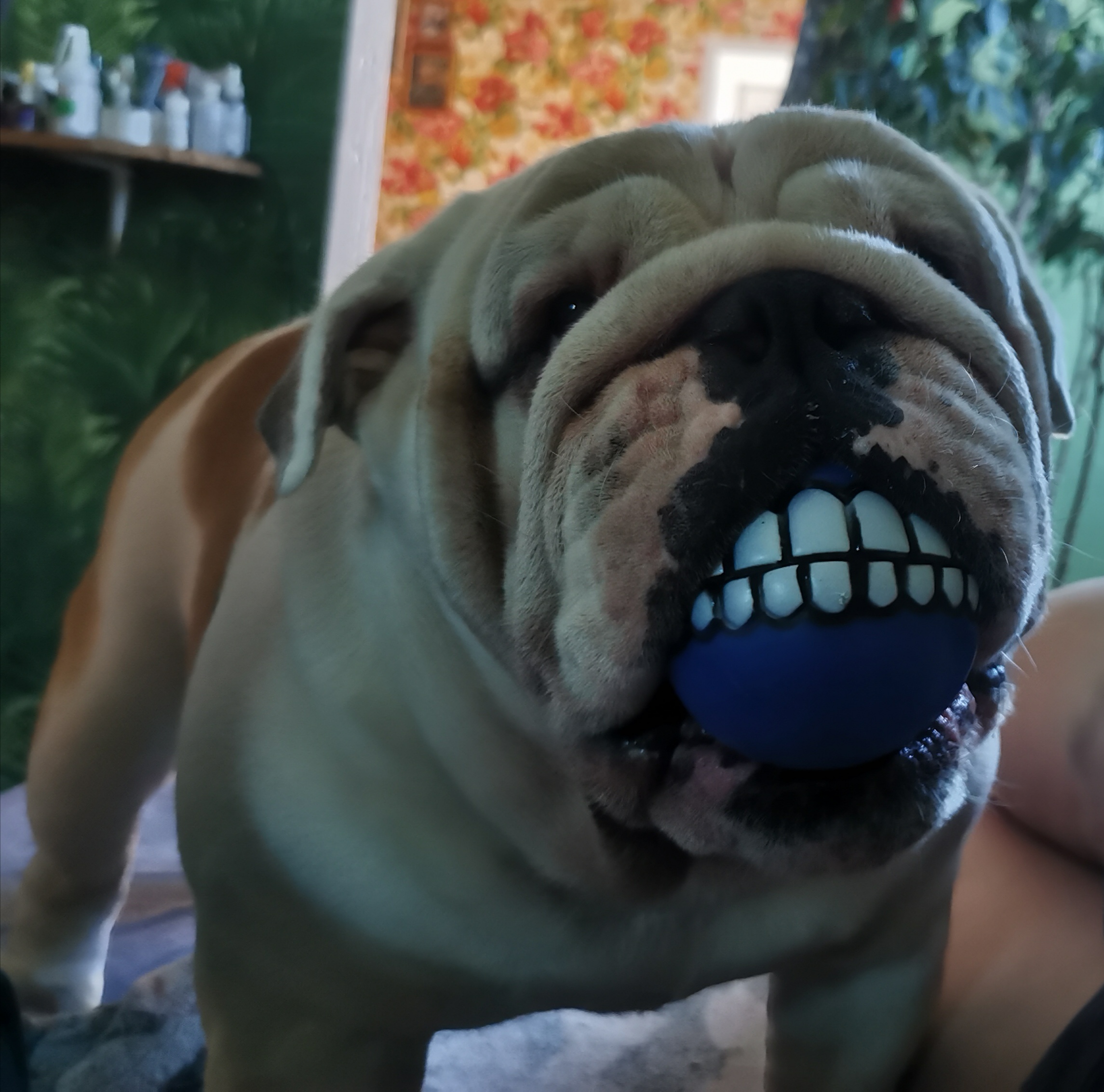 Мои домашние питомцы - Бодибилдинг форум AnabolicShops