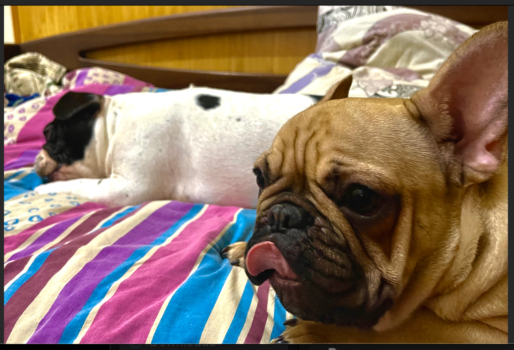 Мои домашние питомцы - Бодибилдинг форум AnabolicShops