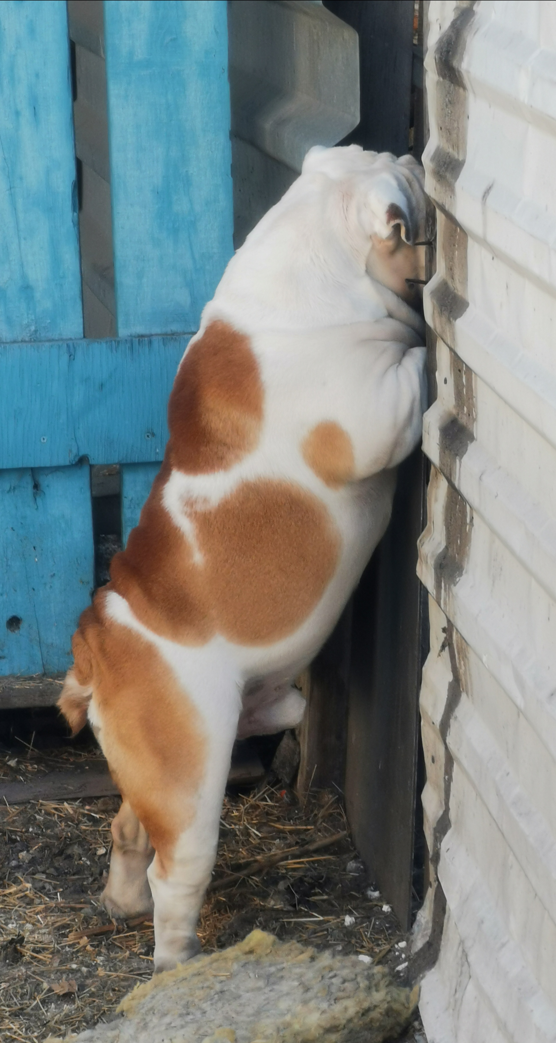 Мои домашние питомцы - Бодибилдинг форум AnabolicShops