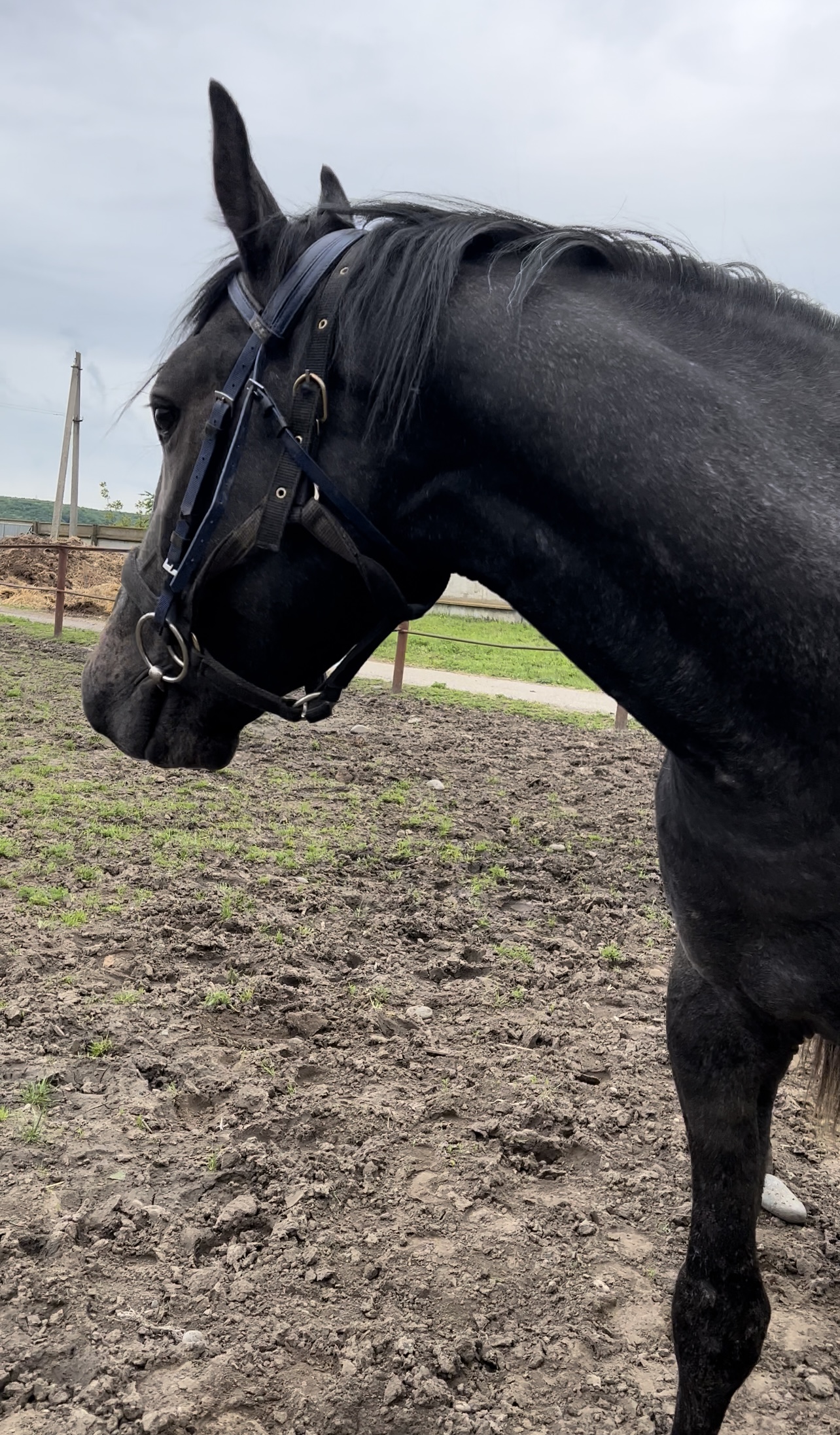 Мои домашние питомцы - Бодибилдинг форум AnabolicShops