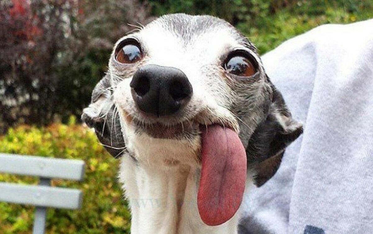 АНАБОЛИКИ.net - оф.дилер SP, Zerox, Genetic, Magnus, Lyka ! - Бодибилдинг форум AnabolicShops