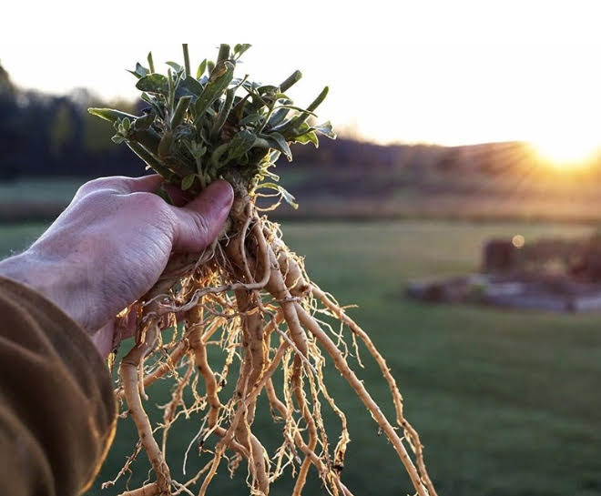Лесное тестирование или как не накОчаться к лету, даже на пробниках. - Бодибилдинг форум AnabolicShops