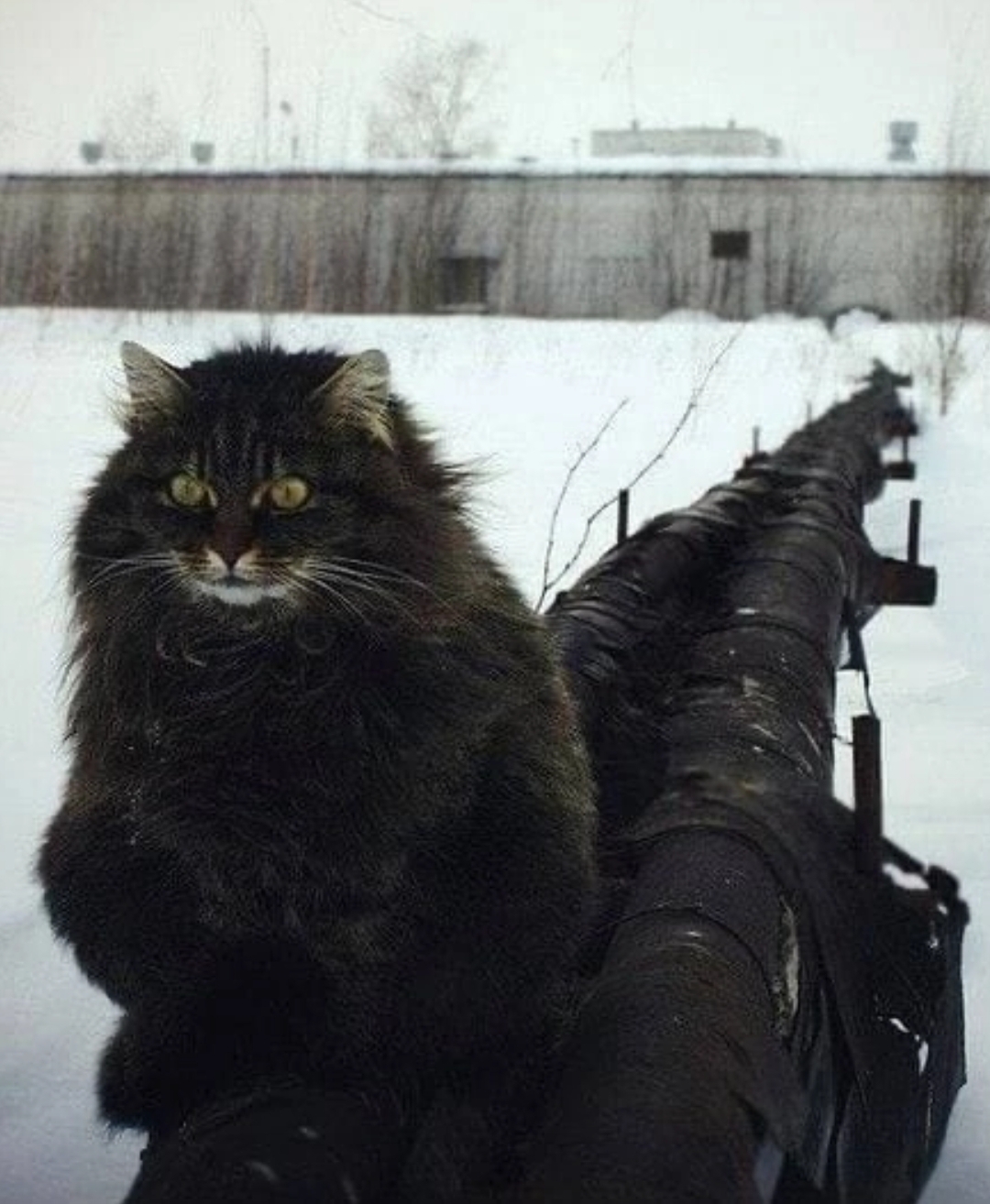 Курилка- разговоры на любые темы - Бодибилдинг форум AnabolicShops