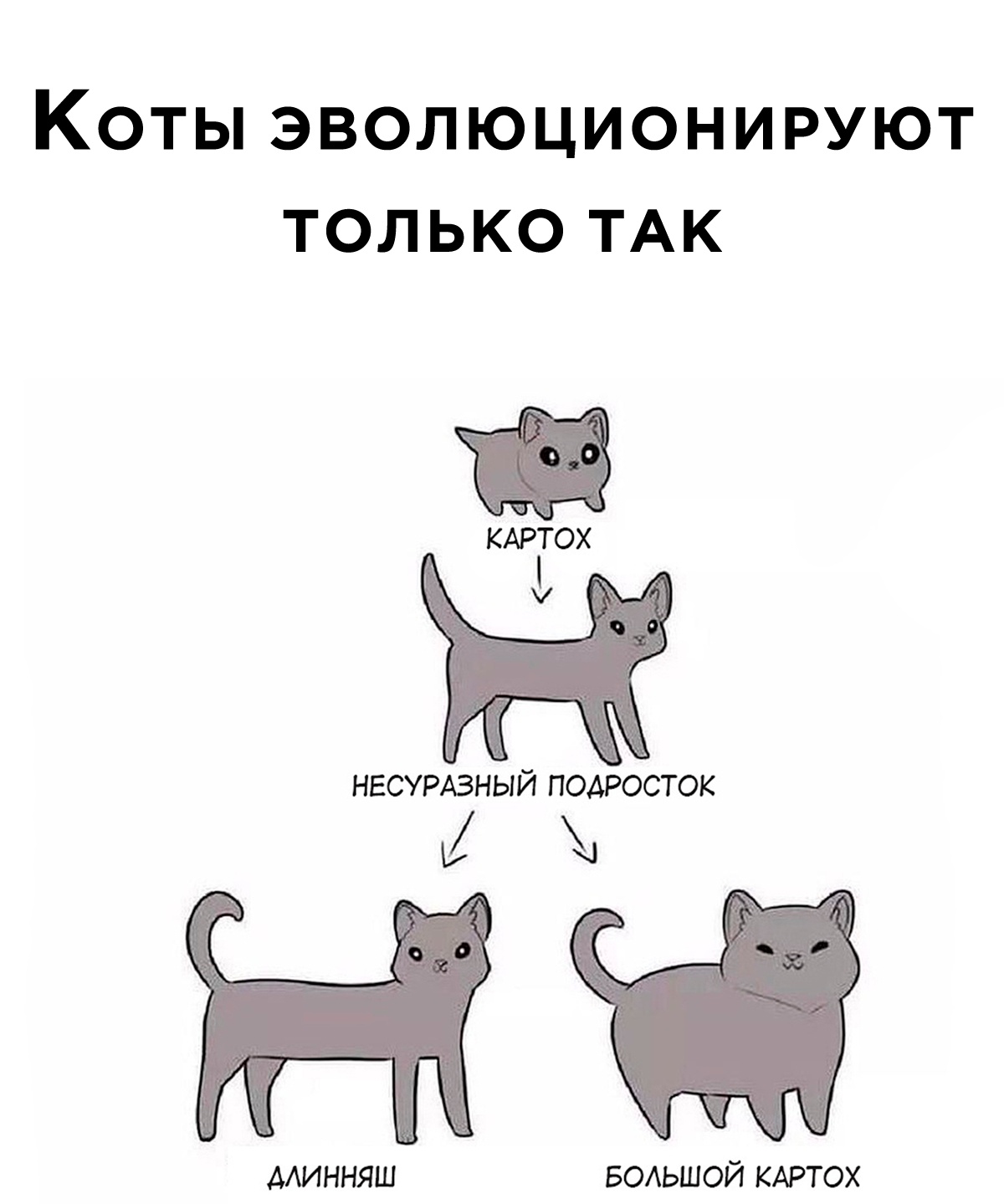 Анекдоты обо всем - Бодибилдинг форум AnabolicShops