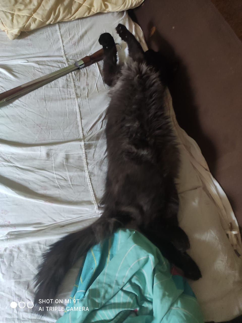 Мои домашние питомцы - Бодибилдинг форум AnabolicShops