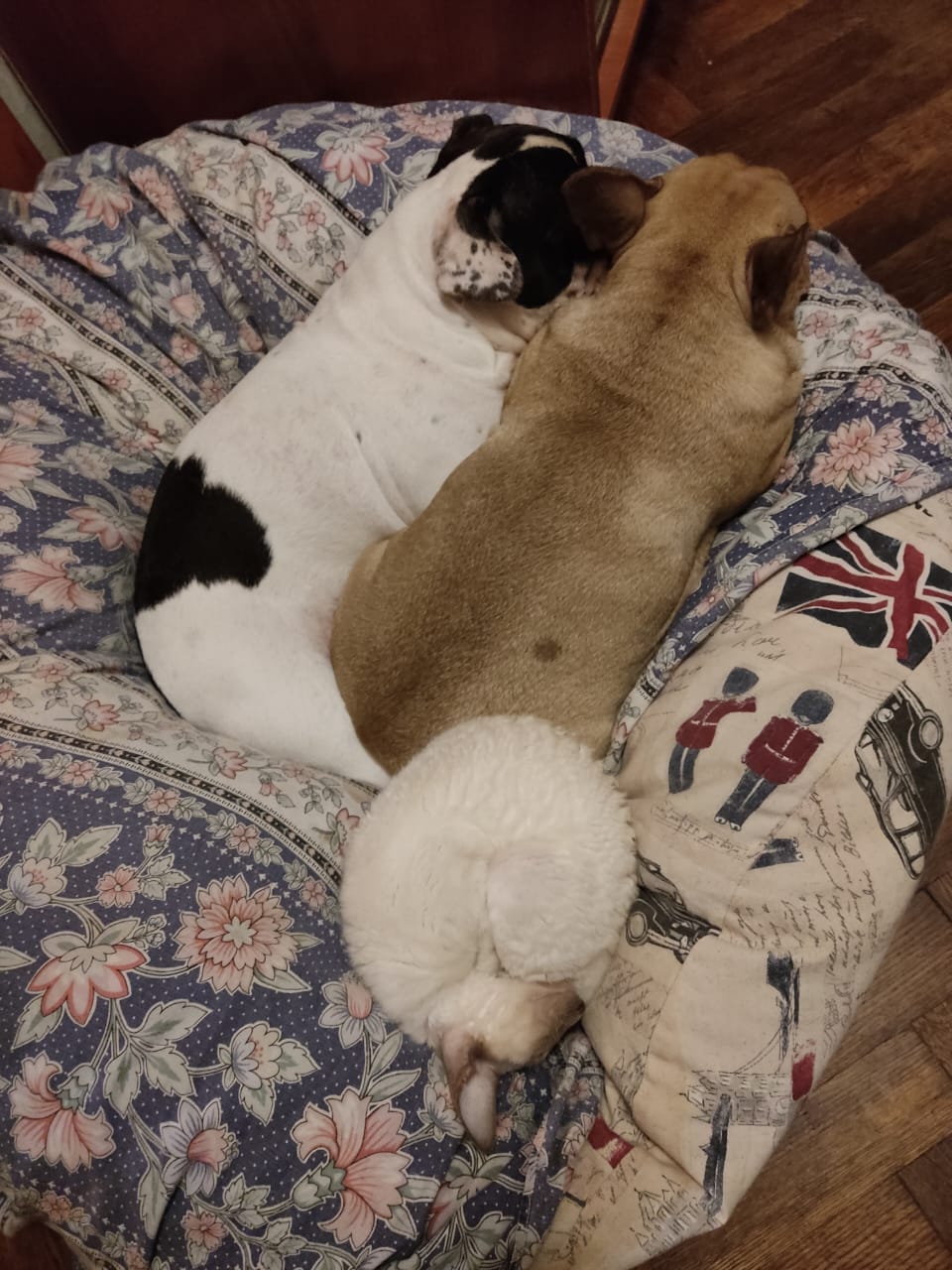 Мои домашние питомцы - Бодибилдинг форум AnabolicShops