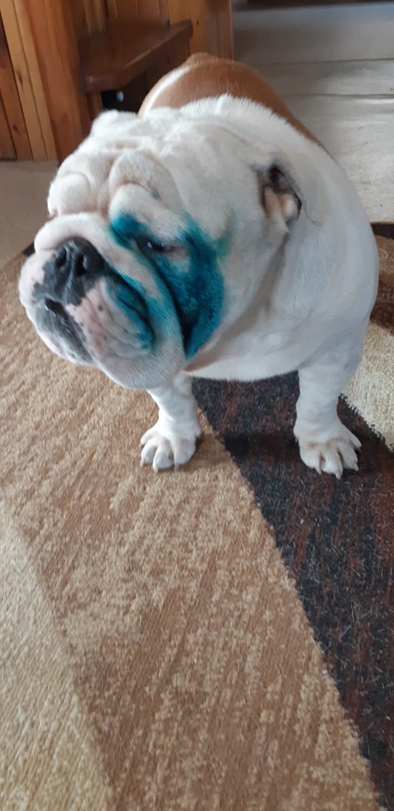 Мои домашние питомцы - Бодибилдинг форум AnabolicShops