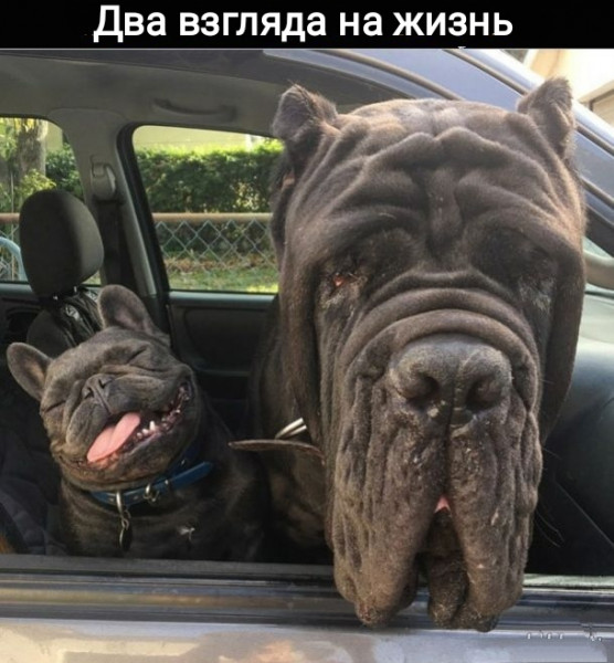 Мои домашние питомцы - Бодибилдинг форум AnabolicShops